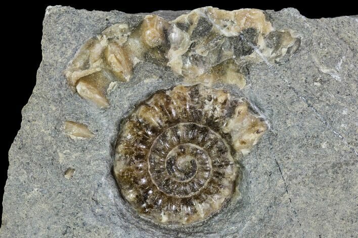 Fossil Ammonite (Promicroceras) - Lyme Regis #110723